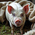 Understanding Pet Pig Behavior: Rooting, Vocalizations & Intelligence
