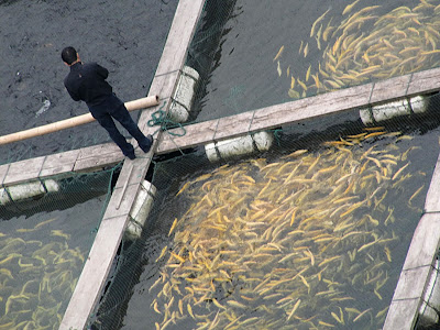  Farmed salmon