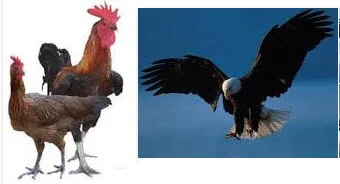 ayam dan elang