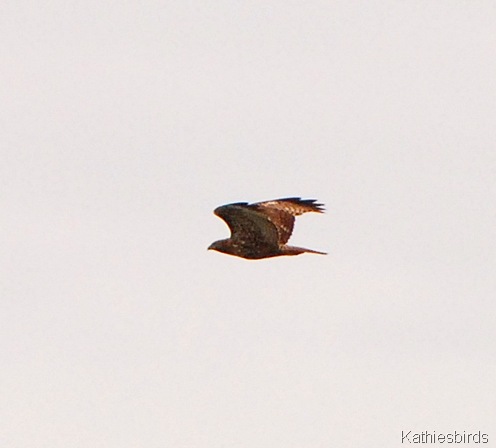12. hawk-kab