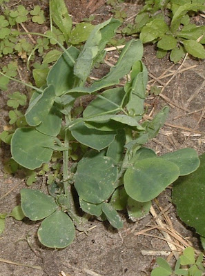 [Photo: Lathyrus odoratus foliage.]