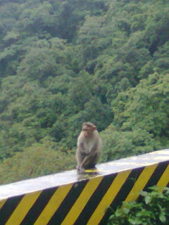 a monkey waiting for tourists at thamarassery-kalpetta road on a rainy day at kalpetta vayanadu kerala where one can seen more and more monkeys sitting aside the road whole day – a fantastic tourist place – behind shown is a green thick forest