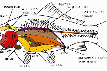 46+ Jurnal Morfologi Dan Anatomi Ikan Mas