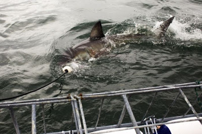 Shark Seen On www.coolpicturegallery.us