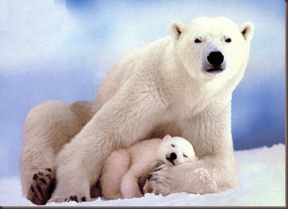 Amazing Animals Pictures Polic Bear (9)