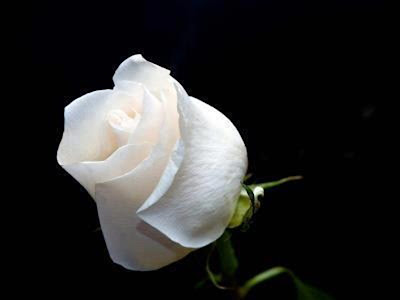 Beautiful White Roses Flowers Images Wallpapers Free Downloads