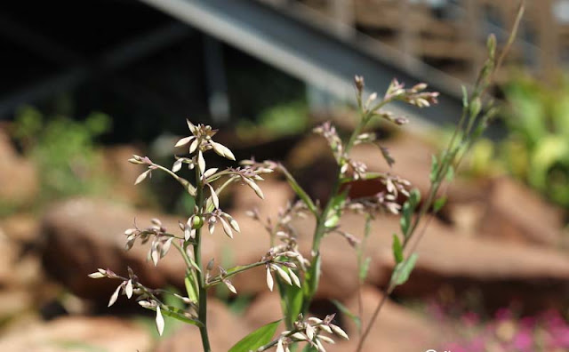 Arthropodium Cirratum Flowers Pictures