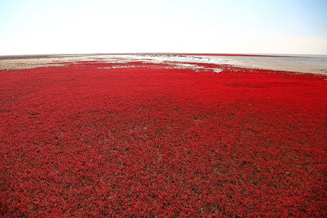 panjin red beach 62 من أجمل شواطئ العالم ’’ الشاطئ الأحمر ’’ في مدينة بانجين بالصين