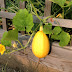 Big Fat Squash- Deer Resistant