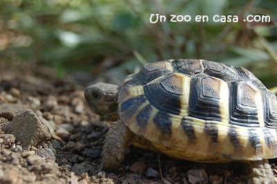 Testudo hermanni