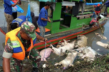 PEMBUANG BANGKAI BABI AKAN DITANGKAP POLISI