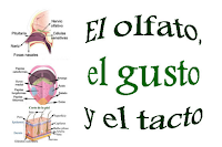 http://www.ceiploreto.es/sugerencias/cplosangeles.juntaextremadura.net/web/curso_4/naturales_4/el_olfato/el_olfato.html