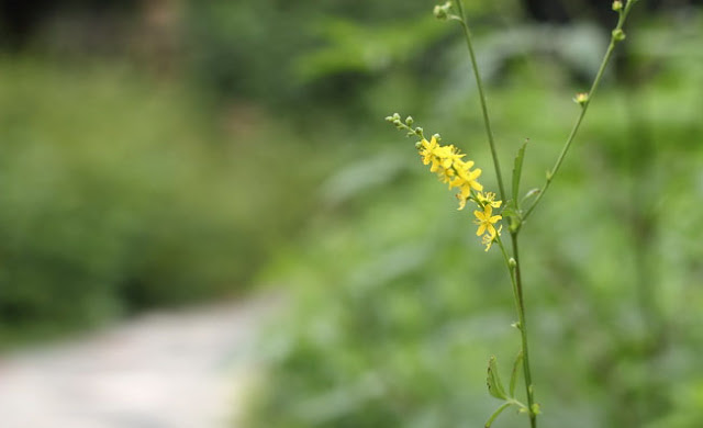 Agrimony Flowers Pictures