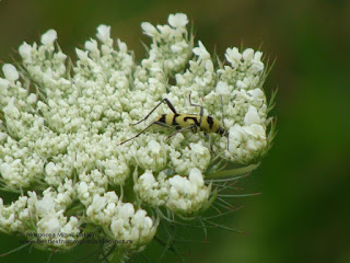 Chlorophorus (Immaculatus) varius DSC117418