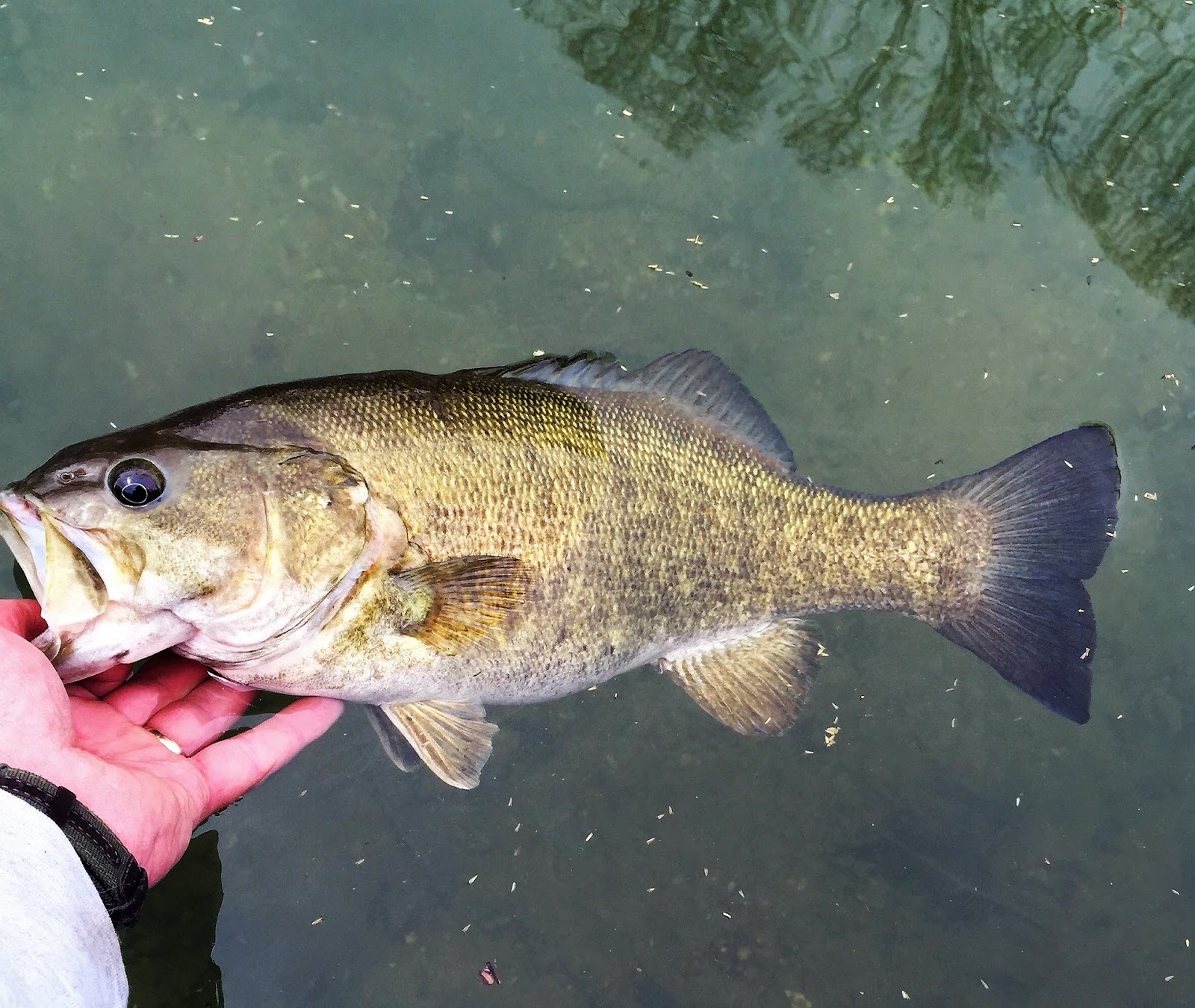The Ozarks Smallmouth Alliance: Whats in a name?