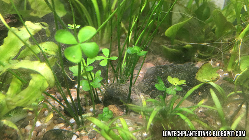 Marsilea Hirsuta