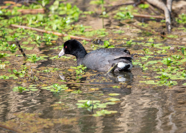 American Coot at Sacramento NWR California