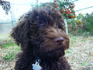 closeup of Alfie's face as he watches alertly