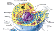 Animal Cell 10 Points - 10 best images about How to learn about the parts of plant ... : Maybe you would like to learn more about one of these?