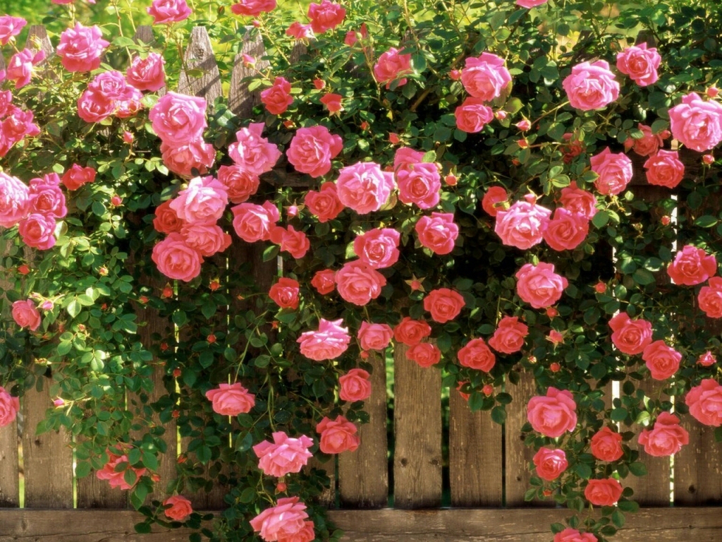 Rose flowers desktop wallpapers.  Flower Wallpaper