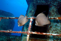 Charter Yacht Promenade offers diving in the BVIs - Contact ParadiseConnections.com
