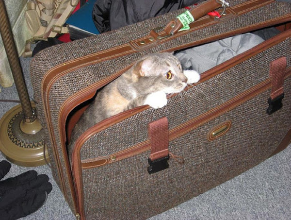 Binatang lucu di koper
