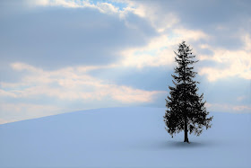 北海道 美瑛 パッチワークの路 クリスマスツリーの木