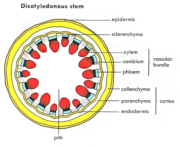 Internal Structure of dicot stem