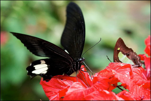 Kuala Lumpur Butterfly Park