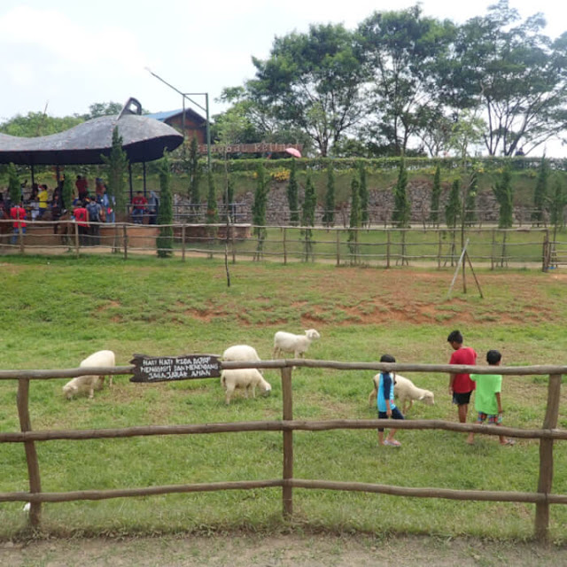 bermain dengan domba di The Ranch Cisarua Puncak