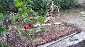 Fabrication d'un carré potager en bois avec châssis polycarbonate -Tuto