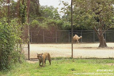 原來這才是動物園！一秒置身非洲草原 零距離體驗餵食樂趣 輕鬆