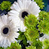 Green and white gerber flowers