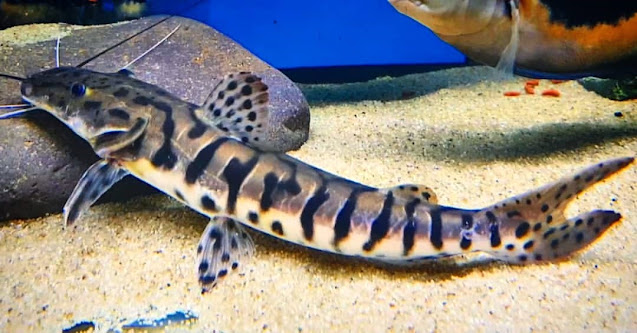 gambar ikan tiger Sholvenose catfish