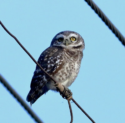 Spotted Owlet