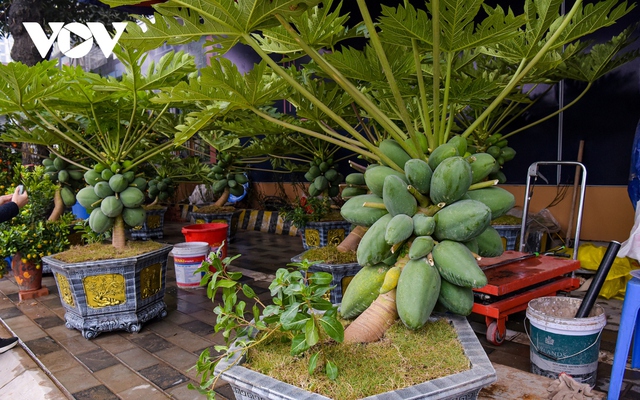 Đu đủ bonsai trĩu quả hút khách dịp Tết <a href=