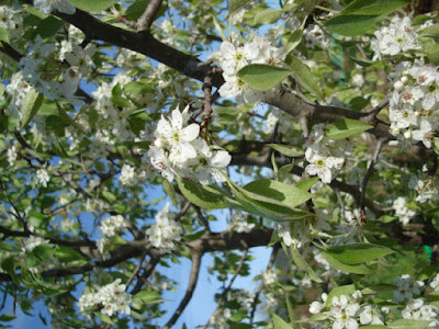 rotated blossoms