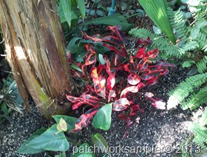 Tropical garden-6