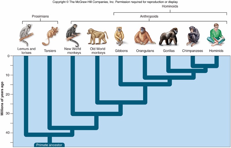 نظرية التطور وحقيقة الخلق Creation Evolution 2013