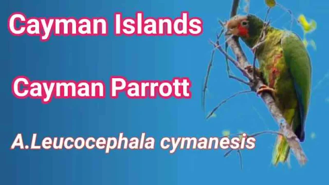 National bird Cayman island
