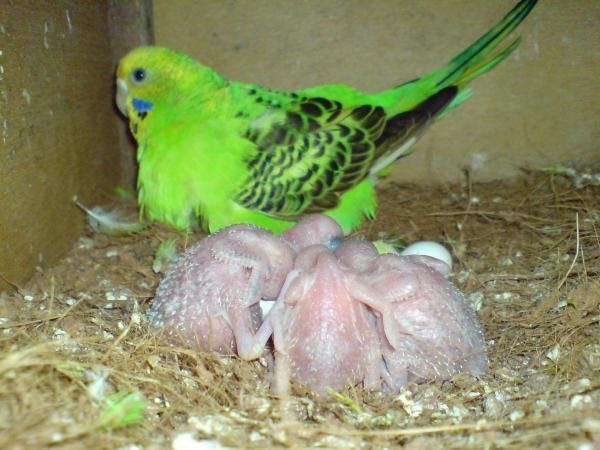 Budgie Breeder Malaysia Bagaimana untuk Membiak Budgie