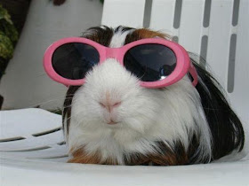 funny animals of the week, guinea pig wears sunglasses