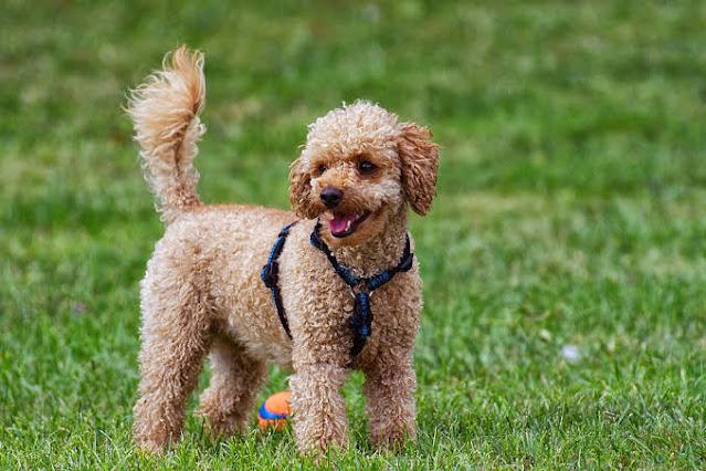Poodle is among the top 10 most popular dog breeds in the US.