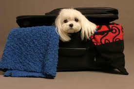 air travel with pets