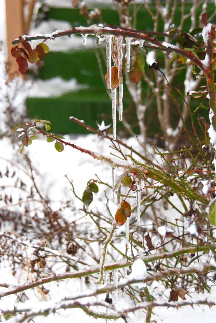 Icy rose bush also in the Driveway garden.