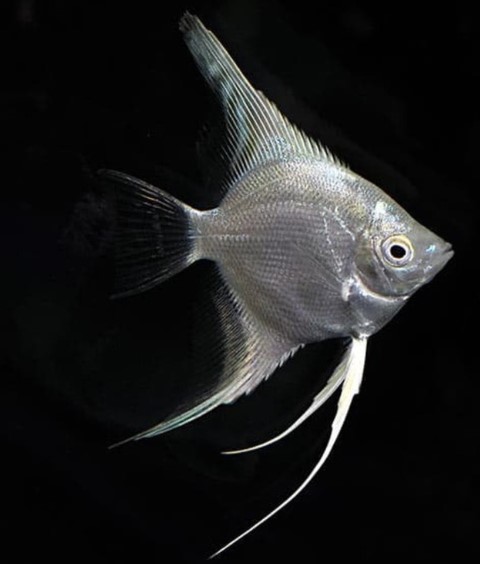 jenis silver manfish