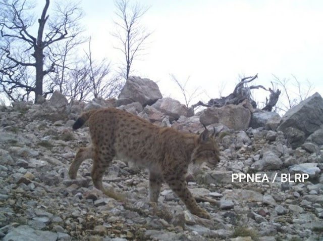 Wild animals filmed by trap cameras on Mount Munella in Albania, from the Balkan lynx to wolves