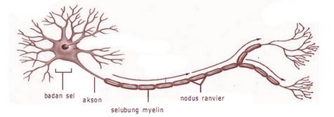  Gambar  Struktur Sel  Saraf Tanpa Keterangan