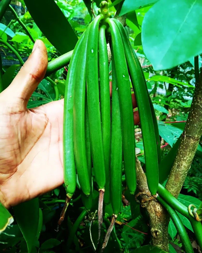 bibit vanili asal stek siap tanam vanilli vanila vanilla beans paneli berkualitas Maluku Utara