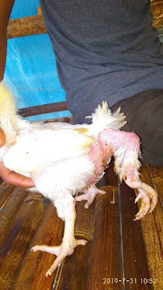 Viral Foto Ayam Broiler UNIK Berbuntut Kaki Ayam di Palembang